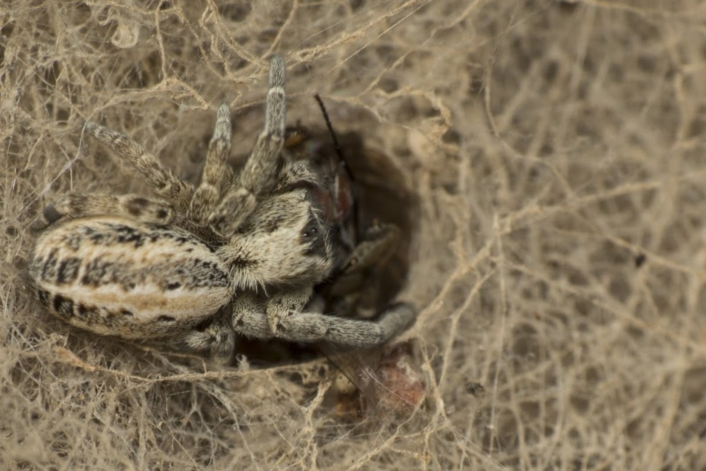 Indian Cooperative Spider
