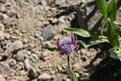 Monardella odoratissima odoratissima