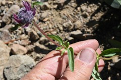Monardella odoratissima odoratissima