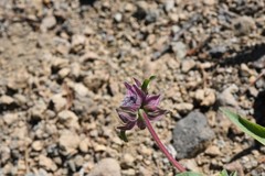 Monardella odoratissima odoratissima