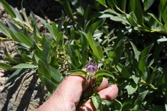 Monardella odoratissima odoratissima