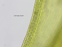 Racomitrium sudeticum