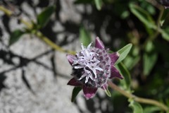 Monardella odoratissima odoratissima