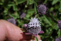 Monardella odoratissima odoratissima
