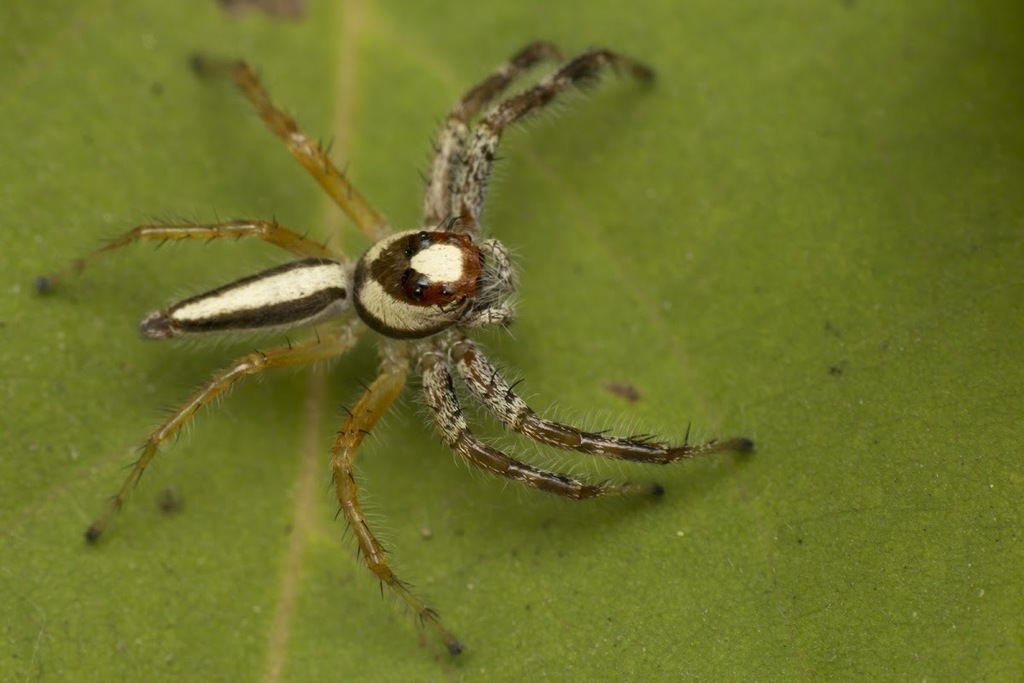 Two-striped Telamonia