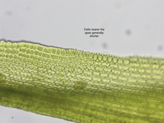 Racomitrium sudeticum