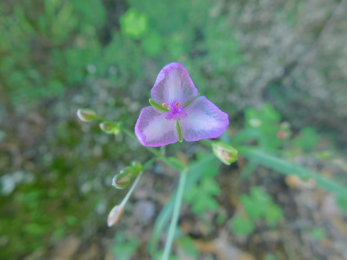 Gibasis venustula (Gibasis venustula)