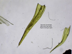Racomitrium sudeticum