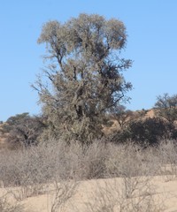 Vachellia haematoxylon
