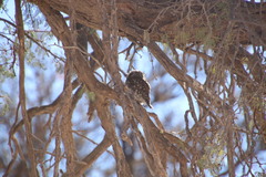 Glaucidium perlatum licua