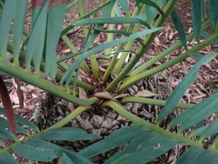Encephalartos trispinosus