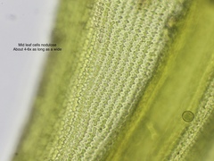 Racomitrium sudeticum