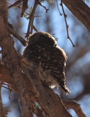 Glaucidium perlatum licua
