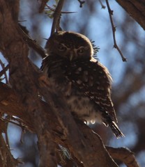 Glaucidium perlatum licua