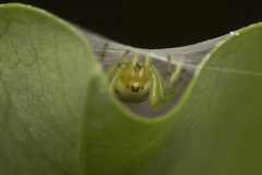 Bijoaraneus mitificus