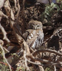 Glaucidium perlatum licua
