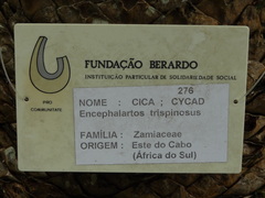 Encephalartos trispinosus