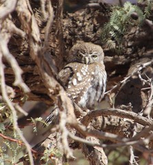 Glaucidium perlatum licua