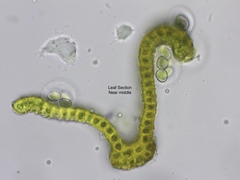 Racomitrium sudeticum