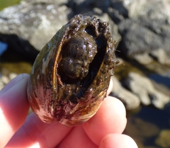 Cryptomya californica