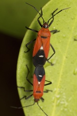 Oncopeltus nigriceps