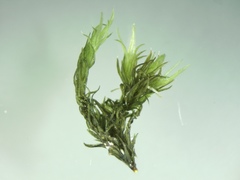 Racomitrium sudeticum