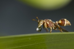 Ropalidia cyathiformis