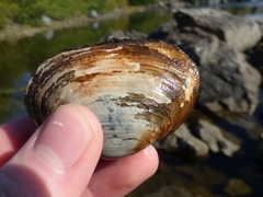 Cryptomya californica