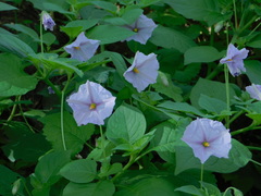 Lycianthes dejecta