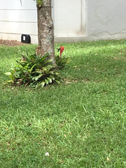 Anthracothorax viridis