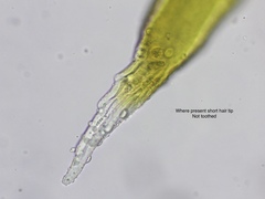 Racomitrium sudeticum