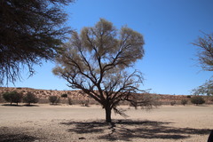 Vachellia haematoxylon