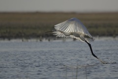 Platalea leucorodia