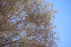 Vachellia haematoxylon