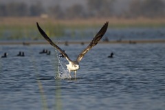 Ichthyaetus ichthyaetus