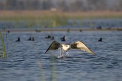 Ichthyaetus ichthyaetus