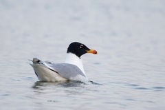 Ichthyaetus ichthyaetus