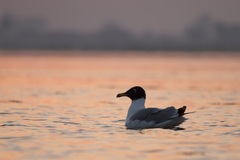 Ichthyaetus ichthyaetus