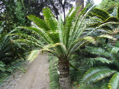 Encephalartos senticosus