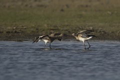 Limosa limosa