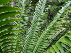 Encephalartos senticosus