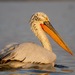 Dalmatian Pelican - Photo (c) Satyen Mehta, some rights reserved (CC BY-NC), uploaded by Satyen Mehta