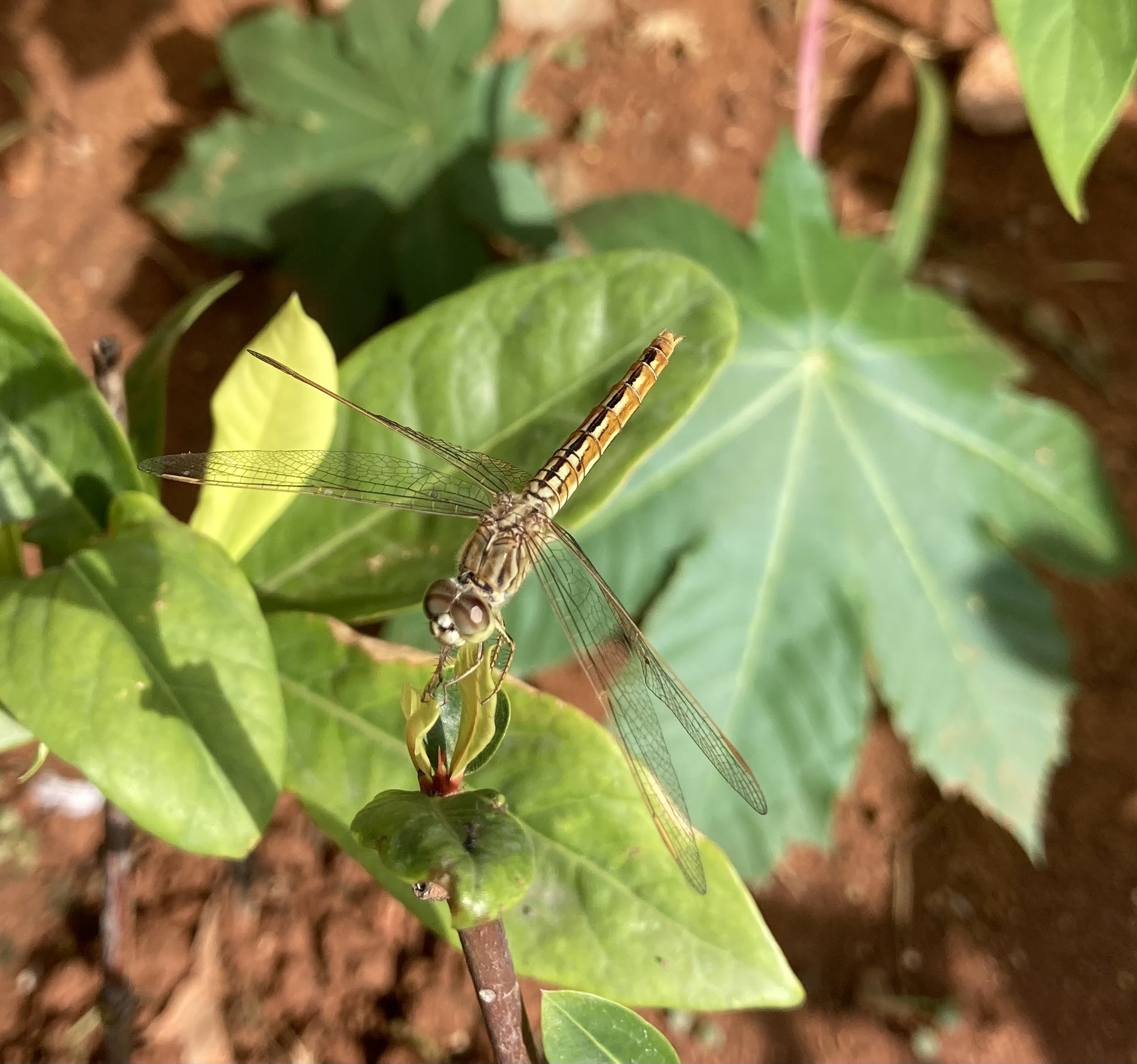 Ditch Jewel