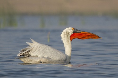 Dalmatian Pelican
