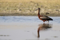 Plegadis falcinellus