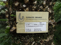 Encephalartos senticosus