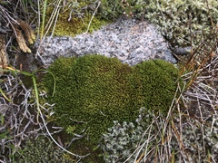 Racomitrium sudeticum