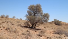 Vachellia haematoxylon
