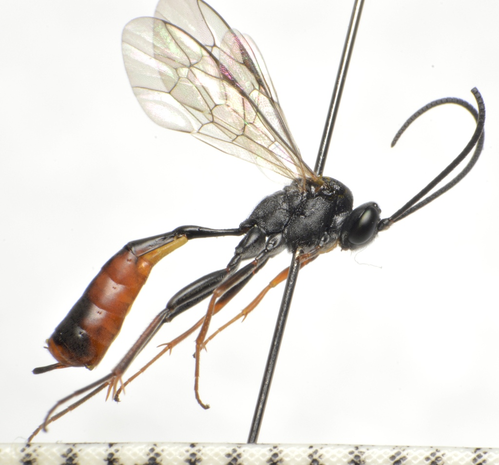 Dusona subimpressa