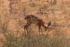 Raphicerus campestris steinhardti